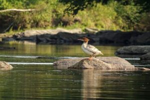 Bird standing on a rock in a river in downeast maine